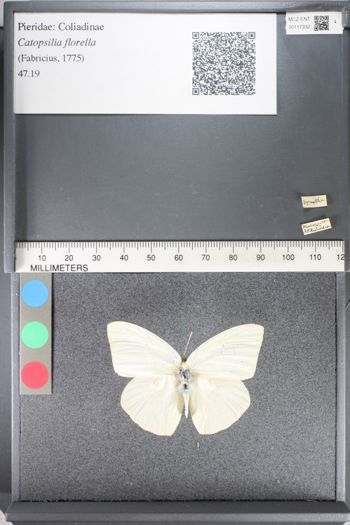 Media type: image;   Entomology 117332